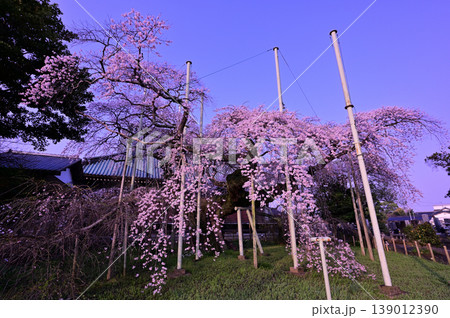 龍ケ崎般若院のしだれ桜 龍ケ崎般若院のしだれ桜 139012390