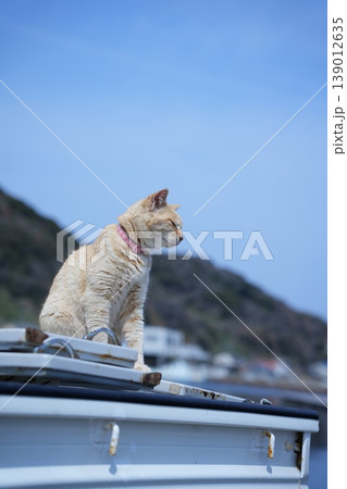 島の猫 島の猫 139012635