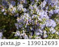 ローズマリーの花 139012693