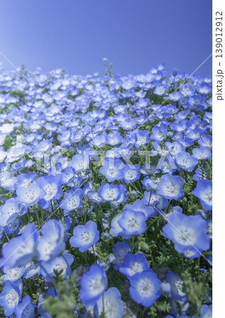 青空の下に咲くネモフィラの花畑クローズアップ 春の爽やかな風景 青空の下に咲くネモフィラの花畑クローズアップ 春の爽やかな風景 139012912