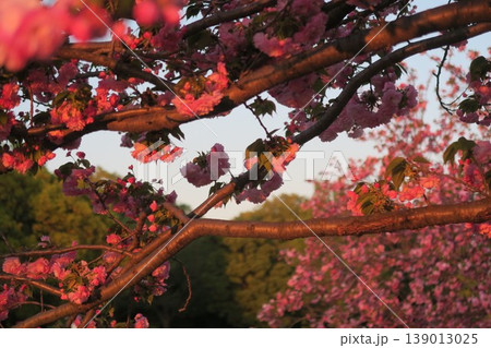 ピンクの花が舎人公園で映える 139013025