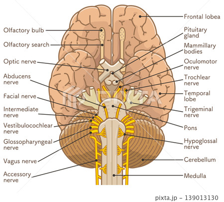 脳の底面　Base of the brain 139013130