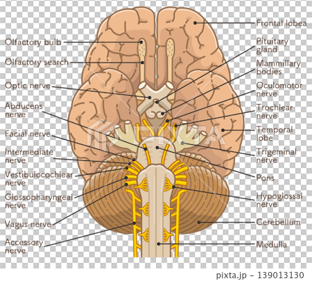 脳の底面　Base of the brain 139013130