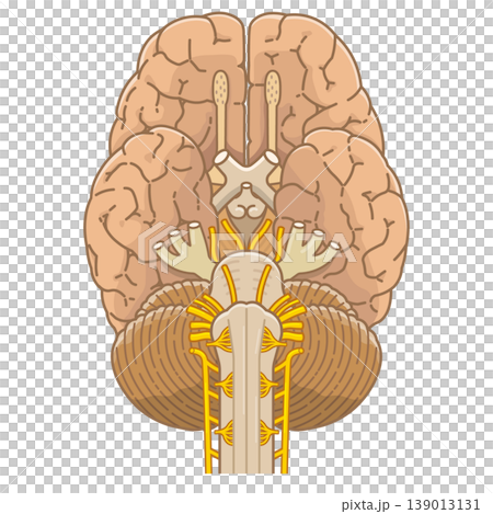 Base of the brain 139013131