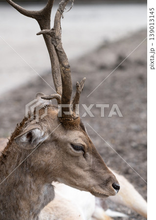 Detailed side profile portrait of a fallow deer with antlers, captured in soft natural light with shallow depth of field Detailed side profile portrait of a fallow deer with antlers, captured in soft natural light with shallow depth of field 139013145