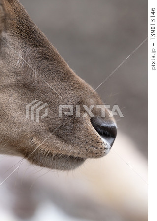 Macro Close Up of Fallow Deer Nose and Muzzle Macro Close Up of Fallow Deer Nose and Muzzle 139013146
