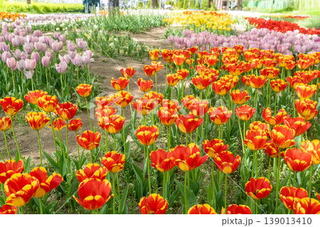 Seoul, South Korea - Apr. 19, 2026 : Beautiful red and yellow tulips in full bloom at Yongbi-swimteo garden, Seoul. 139013410