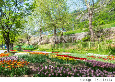 Seoul, South Korea - Apr. 19, 2026 : Beautiful red and yellow tulips in full bloom at Yongbi-swimteo garden, Seoul. Seoul, South Korea - Apr. 19, 2026 : Beautiful red and yellow tulips in full bloom at Yongbi-swimteo garden, Seoul. 139013413