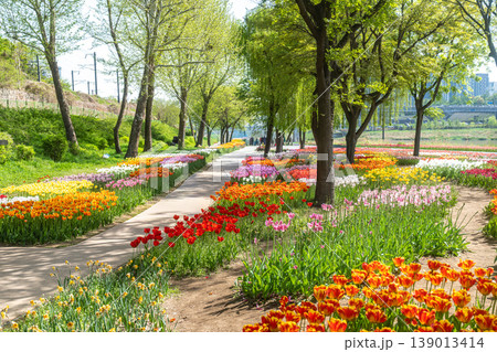 Seoul, South Korea - Apr. 19, 2026 : Beautiful red and yellow tulips in full bloom at Yongbi-swimteo garden, Seoul. 139013414