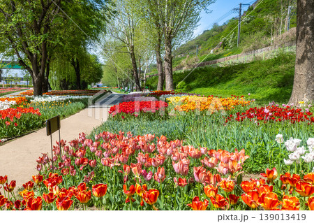 Seoul, South Korea - Apr. 19, 2026 : Beautiful red and yellow tulips in full bloom at Yongbi-swimteo garden, Seoul. Seoul, South Korea - Apr. 19, 2026 : Beautiful red and yellow tulips in full bloom at Yongbi-swimteo garden, Seoul. 139013419