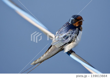 ツバメ swallow / Japan ツバメ swallow / Japan 139013664