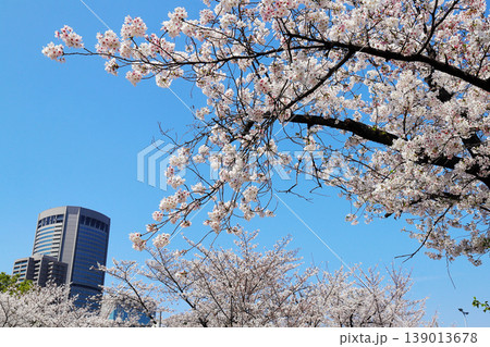 毛馬桜之宮公園の桜(大阪) 毛馬桜之宮公園の桜(大阪) 139013678