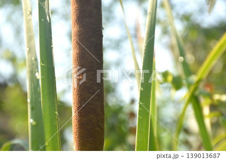 cat-tail or elephant grass aquatic plant with drop of water on water in garden cat-tail or elephant grass aquatic plant with drop of water on water in garden 139013687