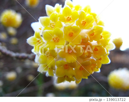 色合いが優しいミツマタの花 色合いが優しいミツマタの花 139013722