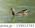 池に浮かぶバンの幼鳥 139013783