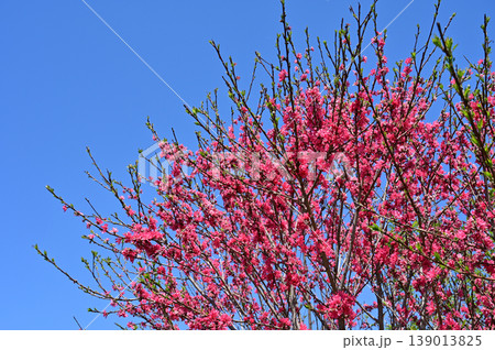 キクモモ(バラ科)サクラ属の花 キクモモ(バラ科)サクラ属の花 139013825
