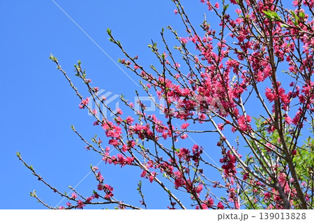 キクモモ(バラ科)サクラ属の花 キクモモ(バラ科)サクラ属の花 139013828