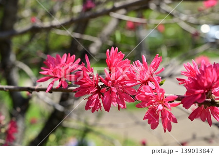 キクモモ（バラ科）サクラ属の花 139013847