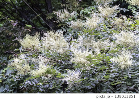 白いヌルデの花 白いヌルデの花 139013851