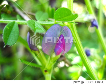 色合いが良いサヤエンドウの花 色合いが良いサヤエンドウの花 139013861