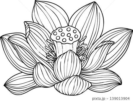 Hand-drawn lotus flowers , black and white vector illustration in linear style, isolated on white background. Botanical floral collection for coloring books, wedding invitations, and zen design. Hand-drawn lotus flowers , black and white vector illustration in linear style, isolated on white background. Botanical floral collection for coloring books, wedding invitations, and zen design. 139013904