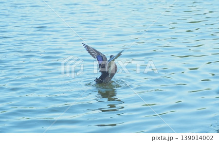 水面から飛び立とうとするカモ 139014002
