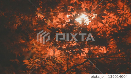 ライトアップされた紅葉 139014004