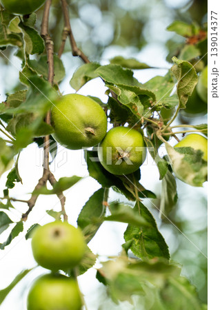 Green apples growing on tree branch, unripe fruit in a natural orchard setting, illustrating healthy organic produce and growth Green apples growing on tree branch, unripe fruit in a natural orchard setting, illustrating healthy organic produce and growth 139014377