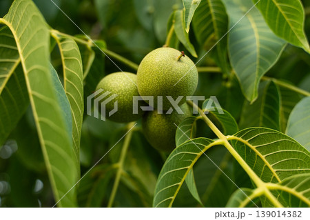 Green walnuts growing on a tree branch, showing vibrant foliage and ripening fruit in an orchard 139014382