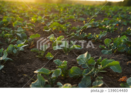 Wide view of rapeseed seedlings growing across agricultural field at golden hour, oilseed farming and rural sustainability concept Wide view of rapeseed seedlings growing across agricultural field at golden hour, oilseed farming and rural sustainability concept 139014480
