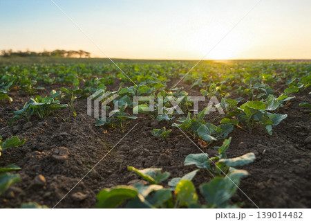 Rapeseed seedlings growing in agricultural field during golden hour, sustainable crop cultivation and rural landscape concept Rapeseed seedlings growing in agricultural field during golden hour, sustainable crop cultivation and rural landscape concept 139014482