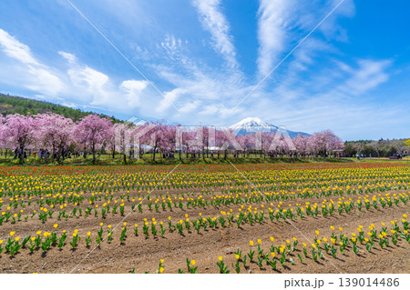 チューリップと桜と富士山 山中湖 チューリップと桜と富士山 山中湖 139014486