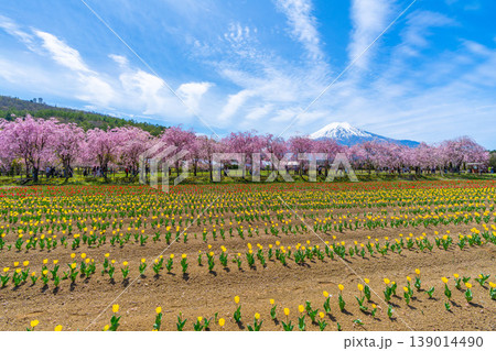 チューリップと桜と富士山　山中湖 139014490
