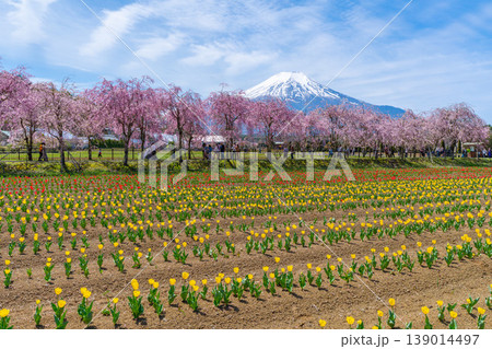 チューリップと桜と富士山 山中湖 チューリップと桜と富士山 山中湖 139014497