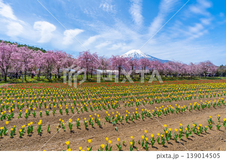 チューリップと桜と富士山　山中湖 139014505
