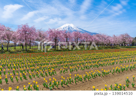 チューリップと桜と富士山 山中湖 チューリップと桜と富士山 山中湖 139014510