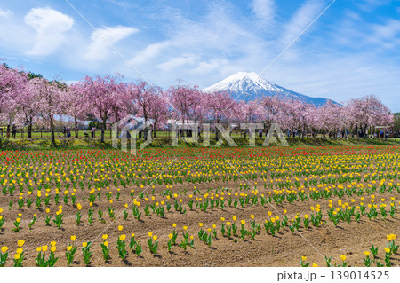 チューリップと桜と富士山　山中湖 139014525