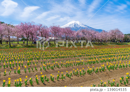 チューリップと桜と富士山 山中湖 チューリップと桜と富士山 山中湖 139014535