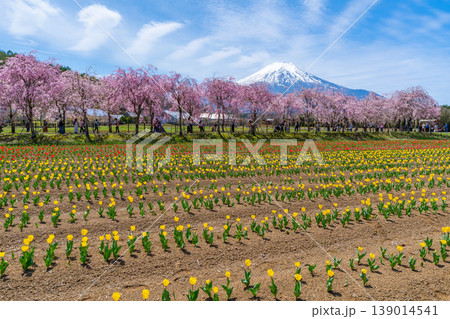 チューリップと桜と富士山 山中湖 チューリップと桜と富士山 山中湖 139014541