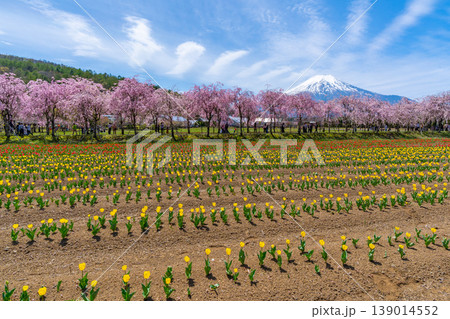 チューリップと桜と富士山 山中湖 チューリップと桜と富士山 山中湖 139014552