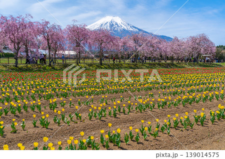 チューリップと桜と富士山 山中湖 チューリップと桜と富士山 山中湖 139014575