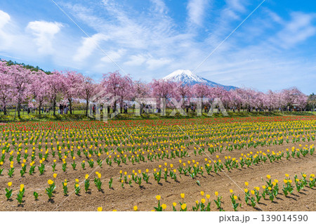 チューリップと桜と富士山 山中湖 チューリップと桜と富士山 山中湖 139014590