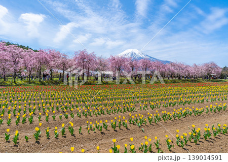 チューリップと桜と富士山 山中湖 チューリップと桜と富士山 山中湖 139014591