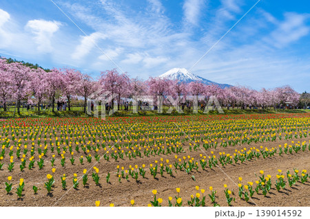 チューリップと桜と富士山　山中湖 139014592