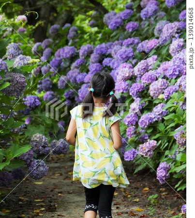 アジサイの花の中を走る少女の後ろ姿 139014668