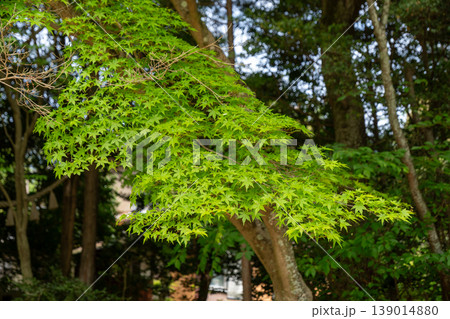 新緑に輝く青もみじの美しい風景 新緑に輝く青もみじの美しい風景 139014880
