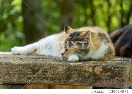 三毛猫のかわいらしい姿を捉えた風景 三毛猫のかわいらしい姿を捉えた風景 139014971