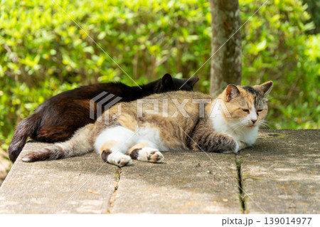 三毛猫のかわいらしい姿を捉えた風景 三毛猫のかわいらしい姿を捉えた風景 139014977