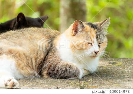三毛猫のかわいらしい姿を捉えた風景 139014978