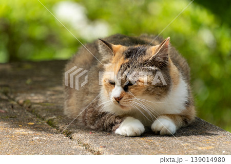三毛猫のかわいらしい姿を捉えた風景 三毛猫のかわいらしい姿を捉えた風景 139014980